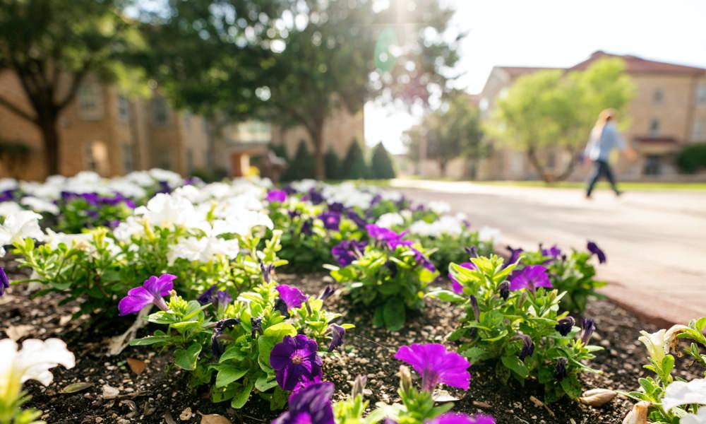 purple flowers on campus